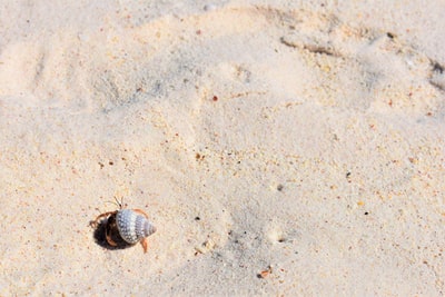 寄居蟹在沙滩上行走